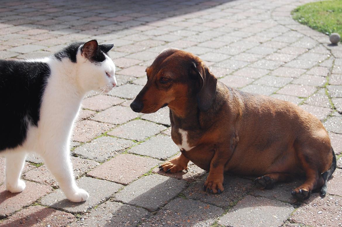 Gravhund Buster billede 13