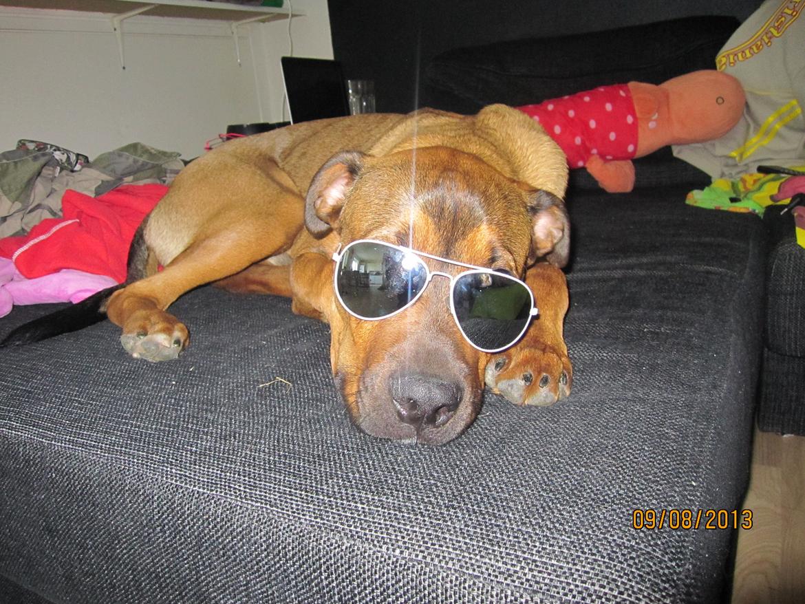 Blanding af racer ( bob ) marley - tramperhunden:D billede 3