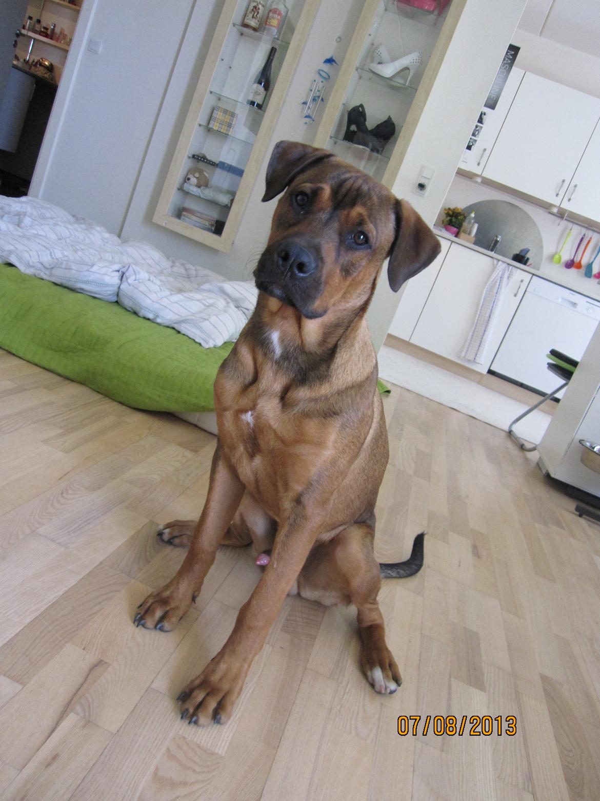 Blanding af racer ( bob ) marley - flottefyr billede 32