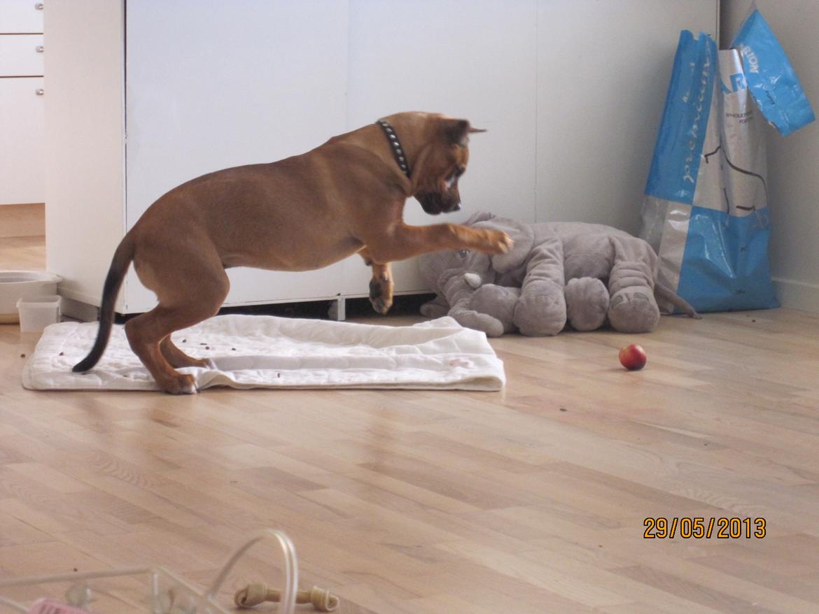 Blanding af racer ( bob ) marley - min lille cirkushund:) billede 6