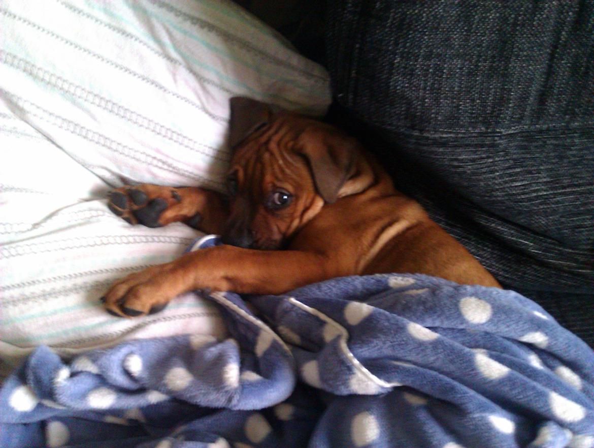 Blanding af racer ( bob ) marley - mors lille dellehund :) nuurh billede 7