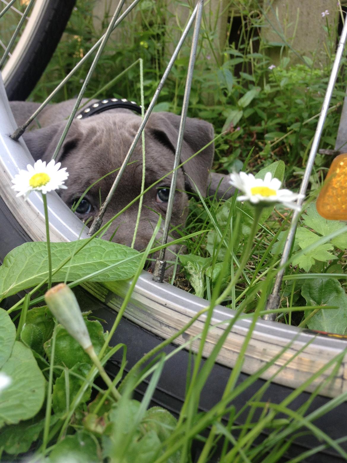 Staffordshire bull terrier Sabby billede 1