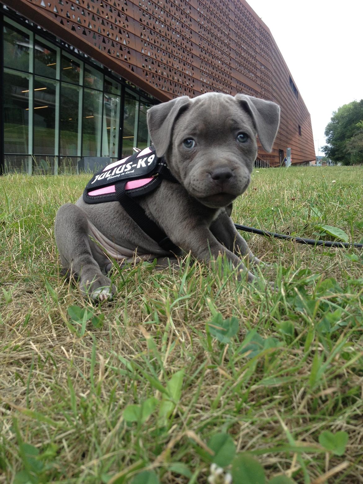 Staffordshire bull terrier Sabby billede 2