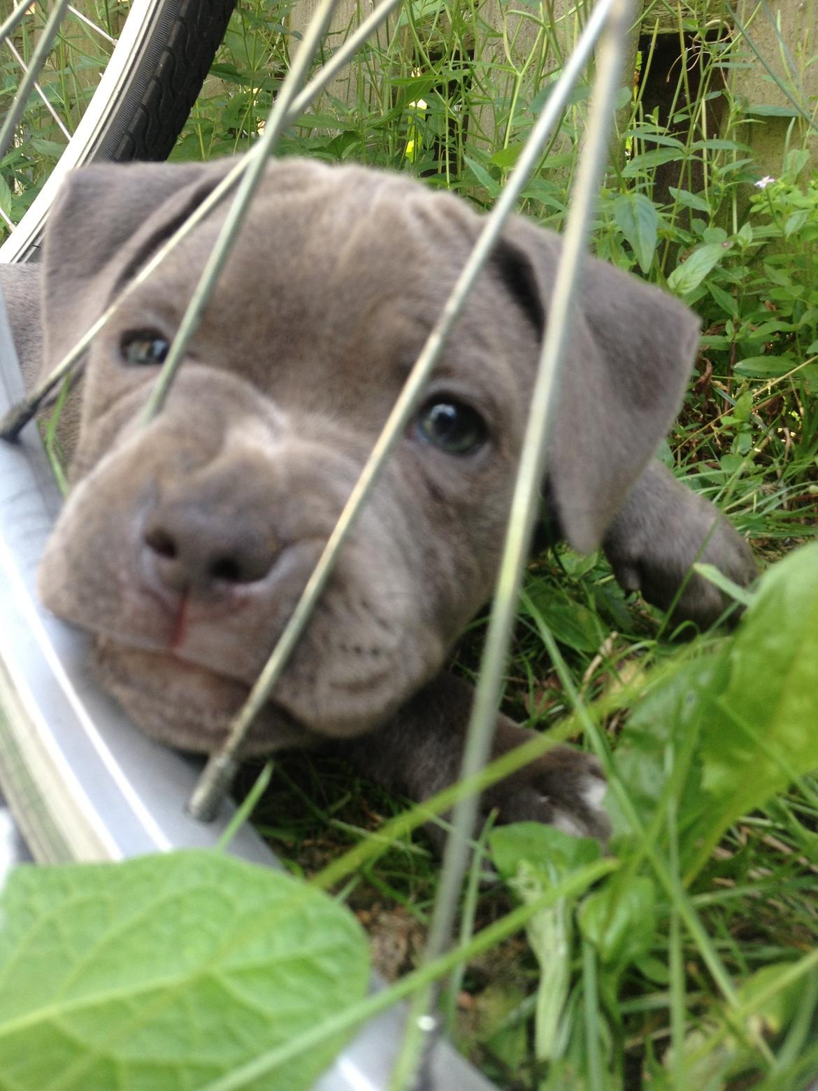 Staffordshire bull terrier Sabby billede 3