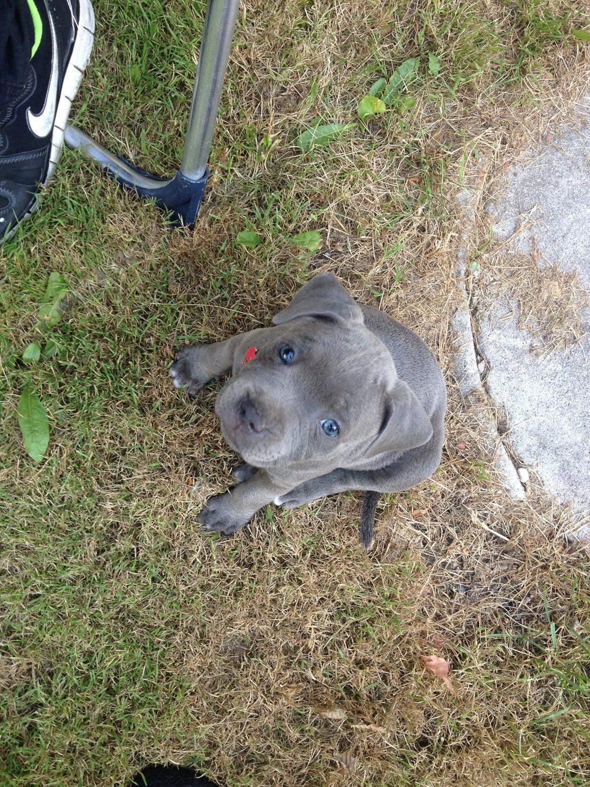 Staffordshire bull terrier Sabby billede 4