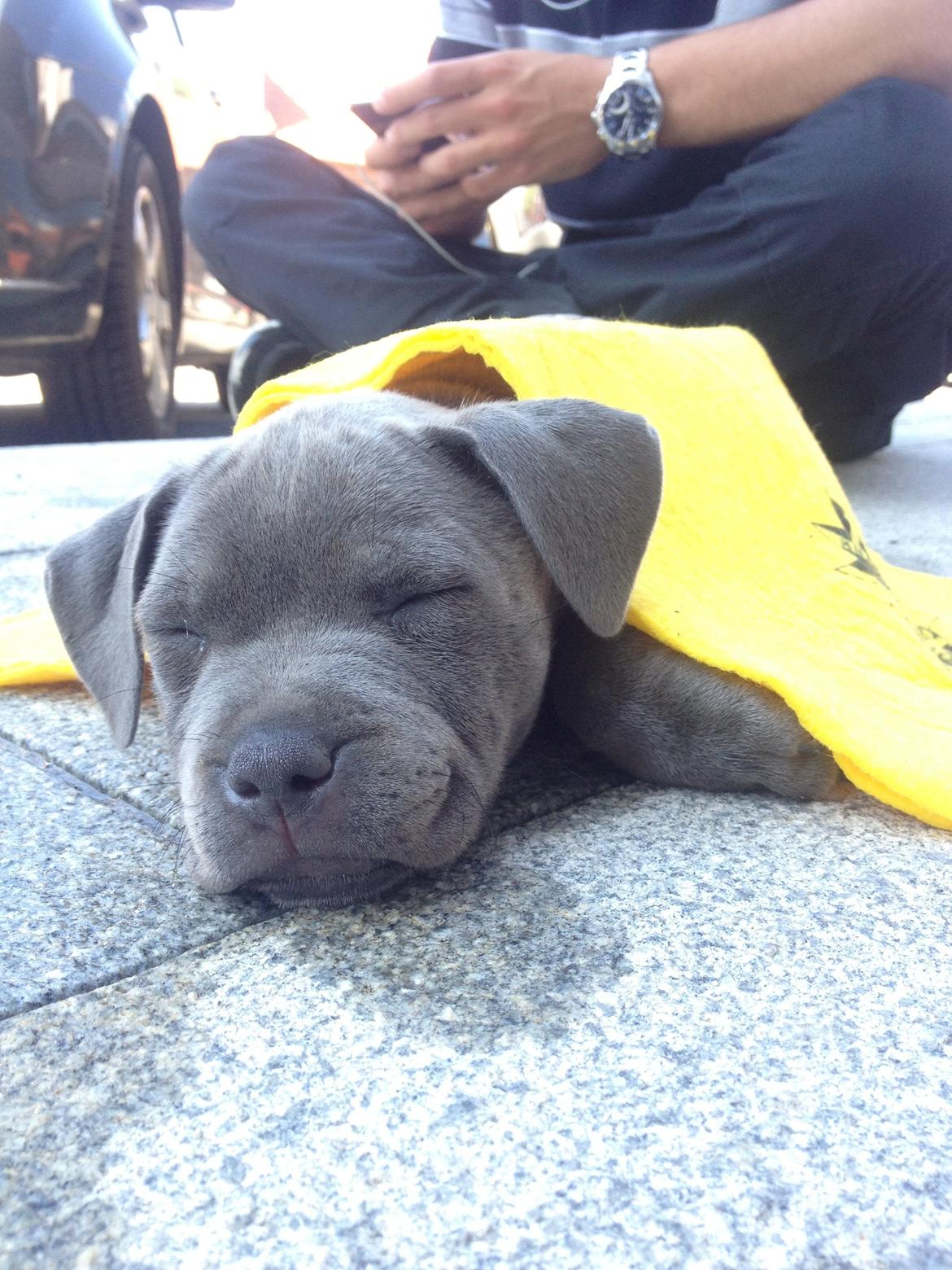 Staffordshire bull terrier Sabby billede 5