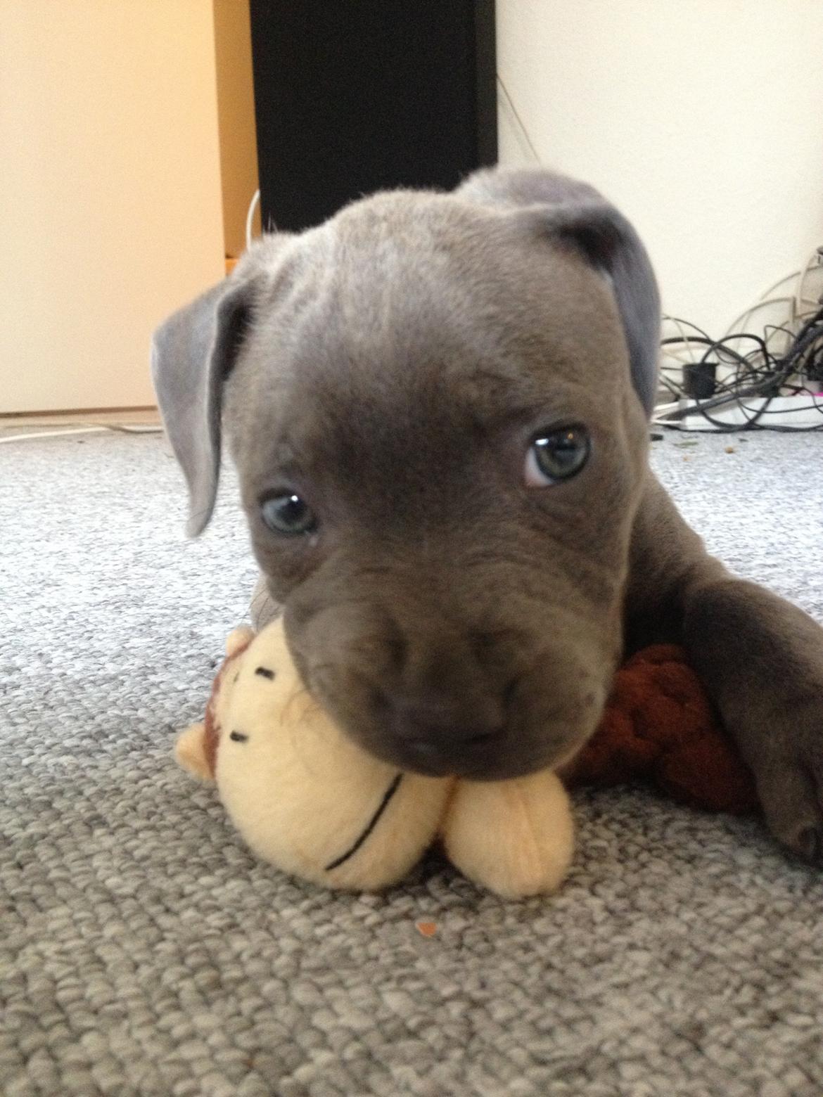 Staffordshire bull terrier Sabby billede 6