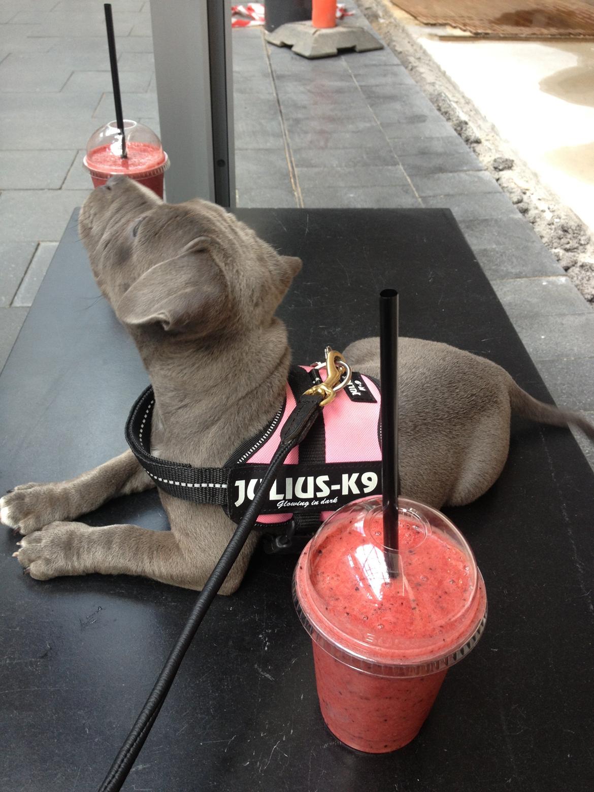 Staffordshire bull terrier Sabby billede 7