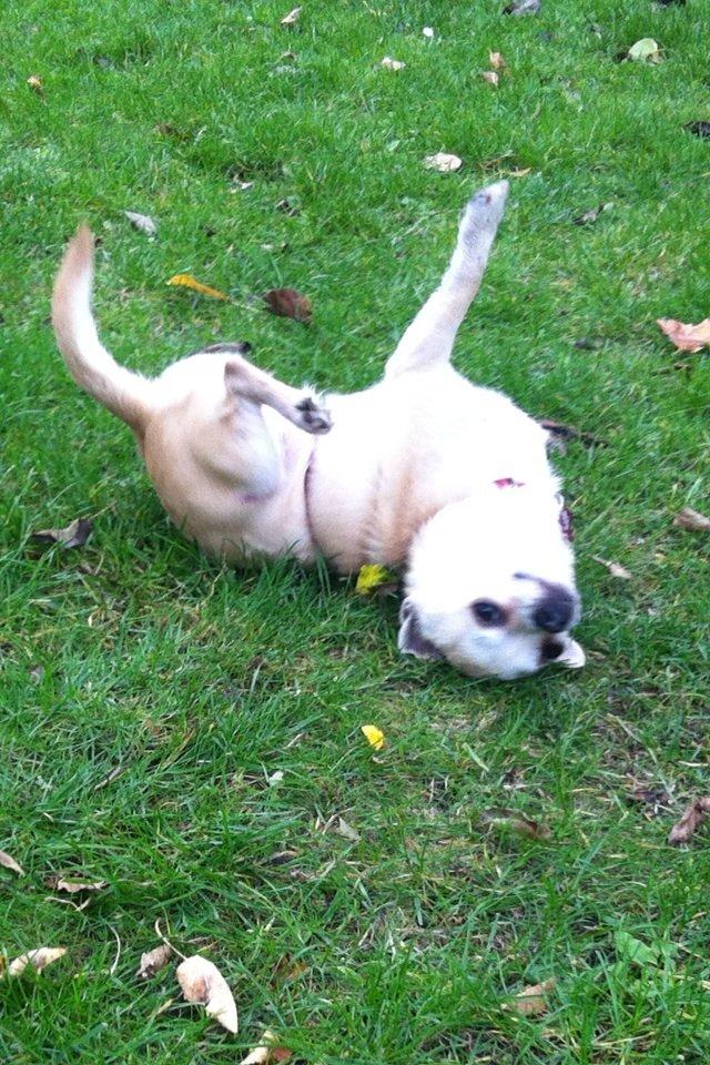 Chihuahua Pudselykke Bang-on Isis *DKK* billede 19