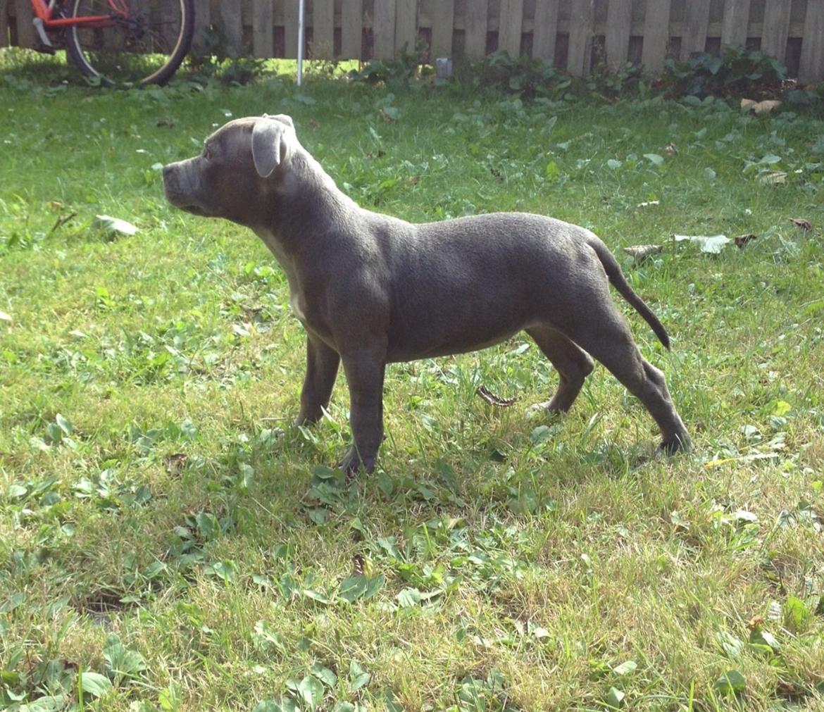 Staffordshire bull terrier Sabby billede 8