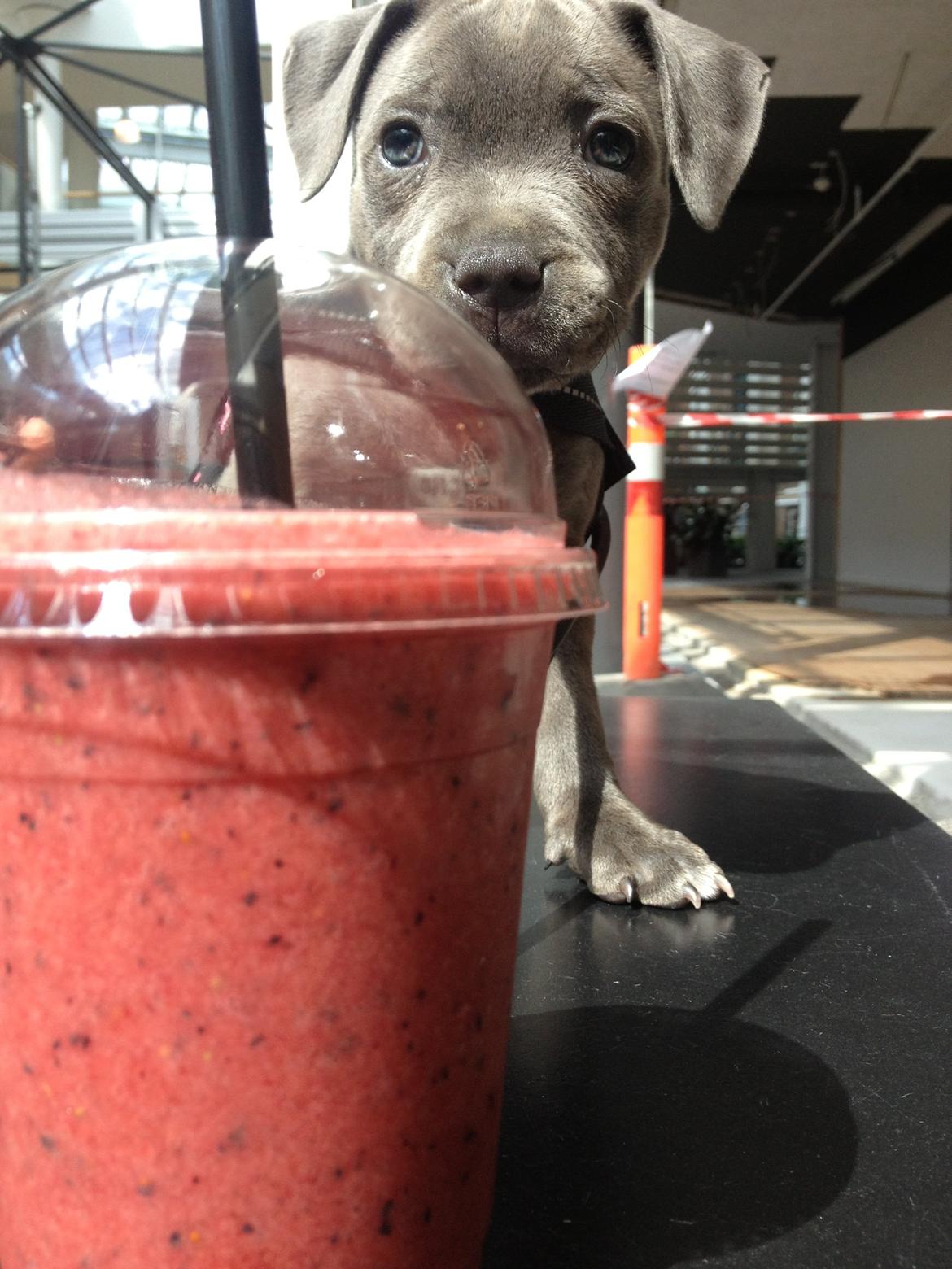 Staffordshire bull terrier Sabby billede 9