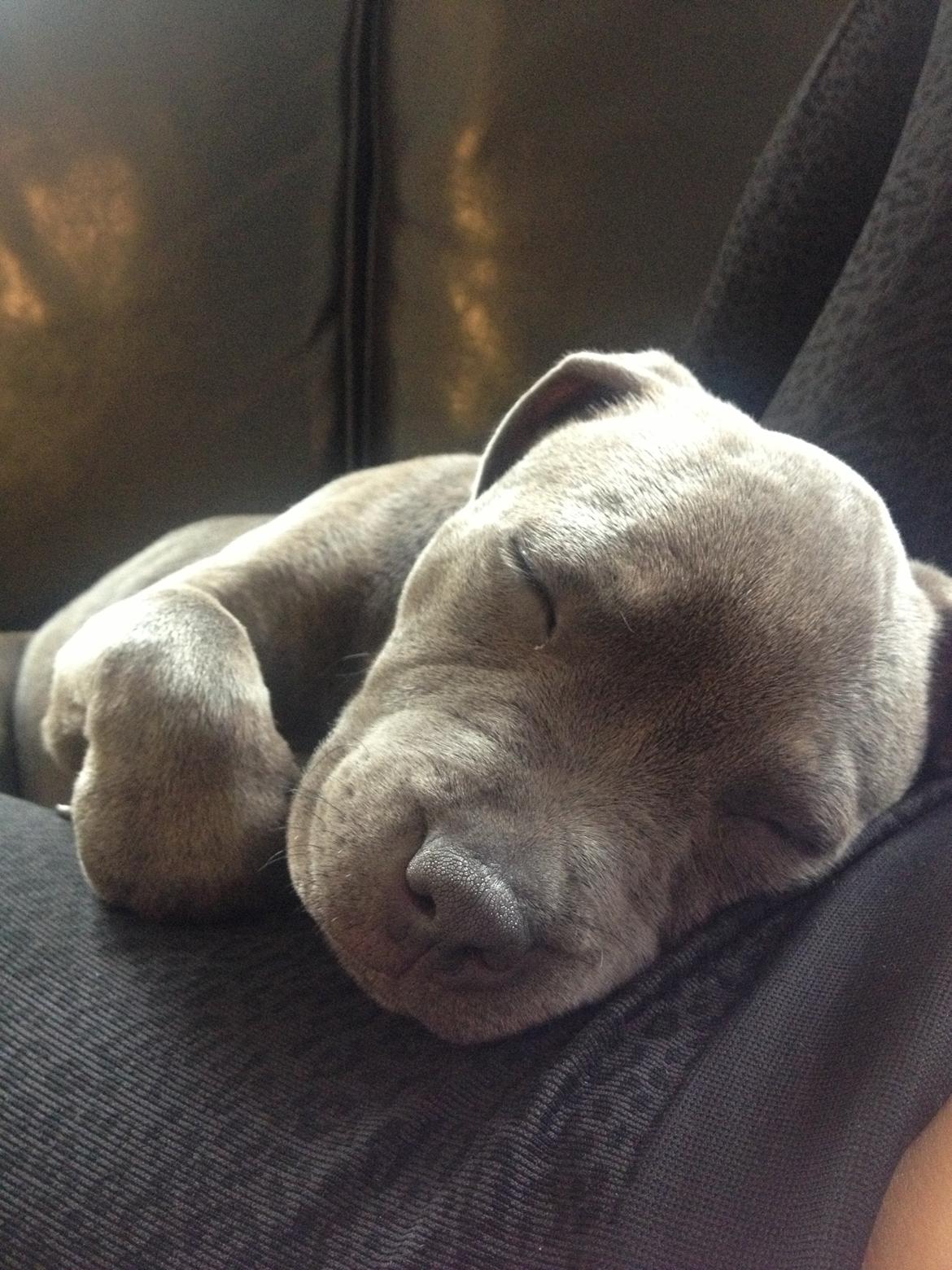 Staffordshire bull terrier Sabby billede 10