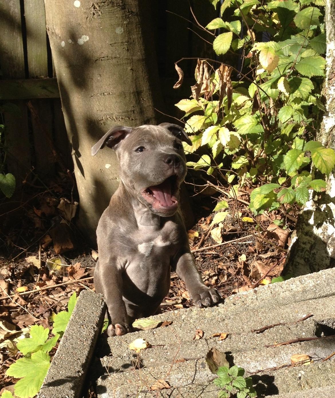 Staffordshire bull terrier Sabby billede 11