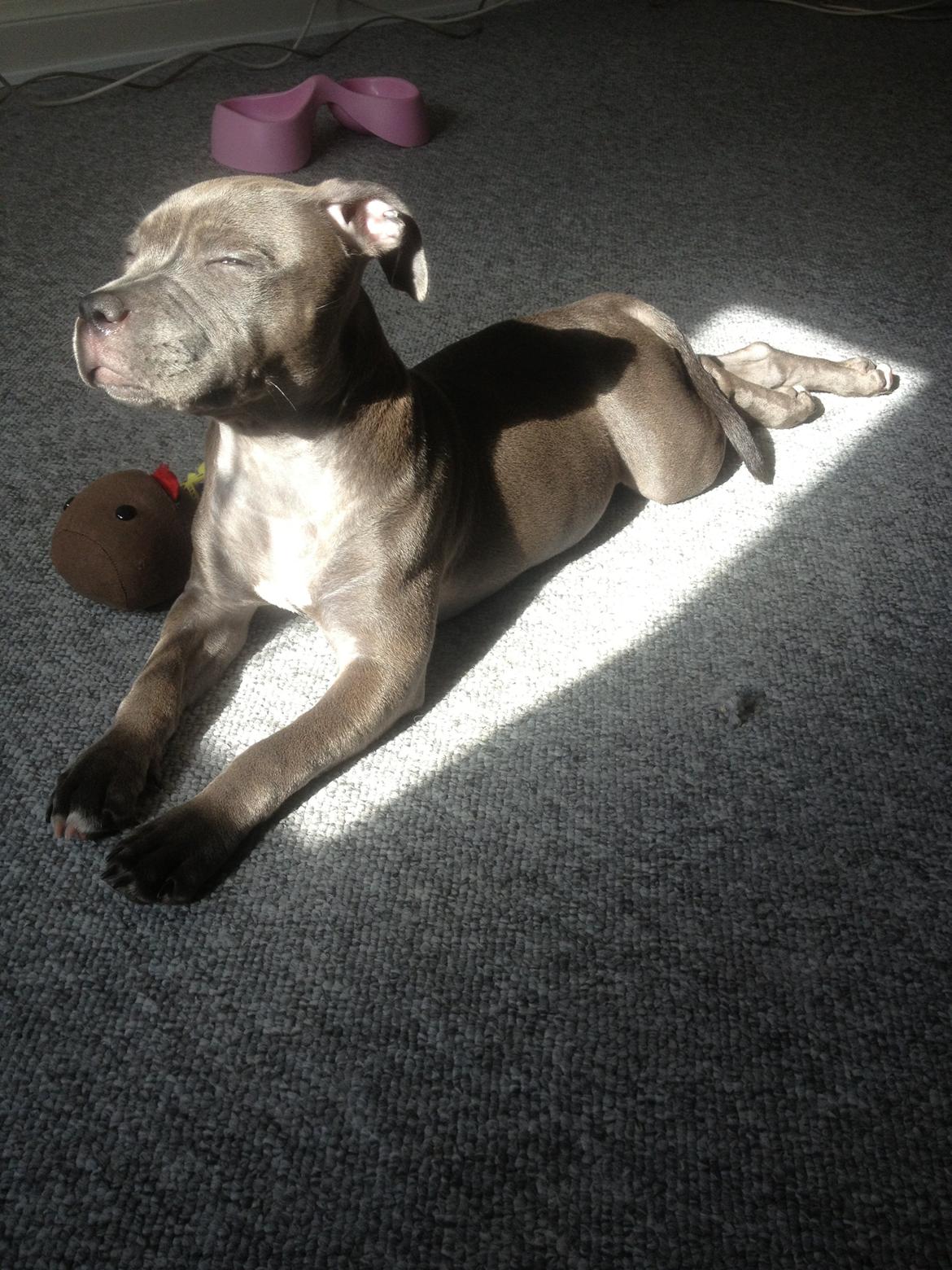 Staffordshire bull terrier Sabby billede 12