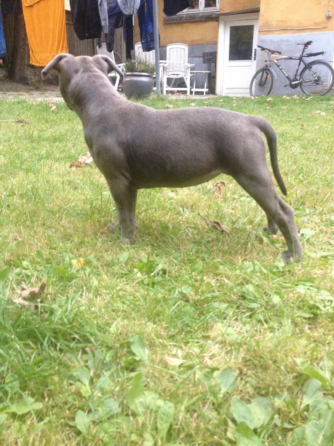 Staffordshire bull terrier Sabby billede 13