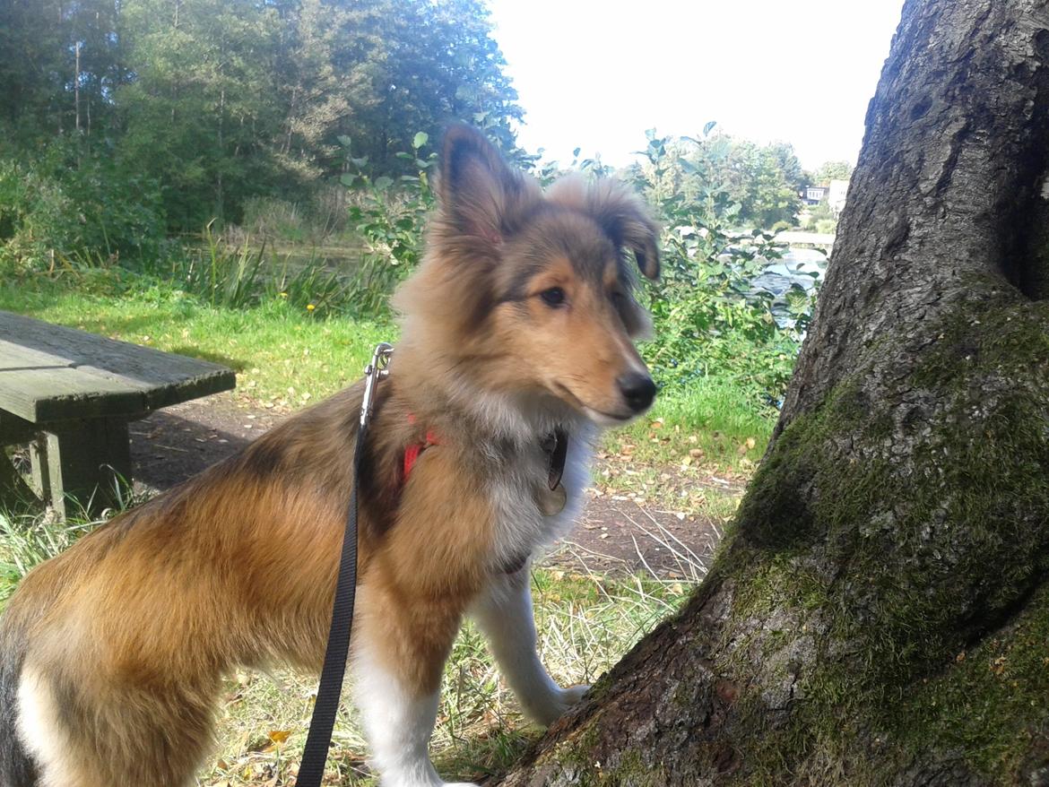 Shetland sheepdog Malik - En gåtur ved mosen, er da ikke helt dårligt :) billede 14