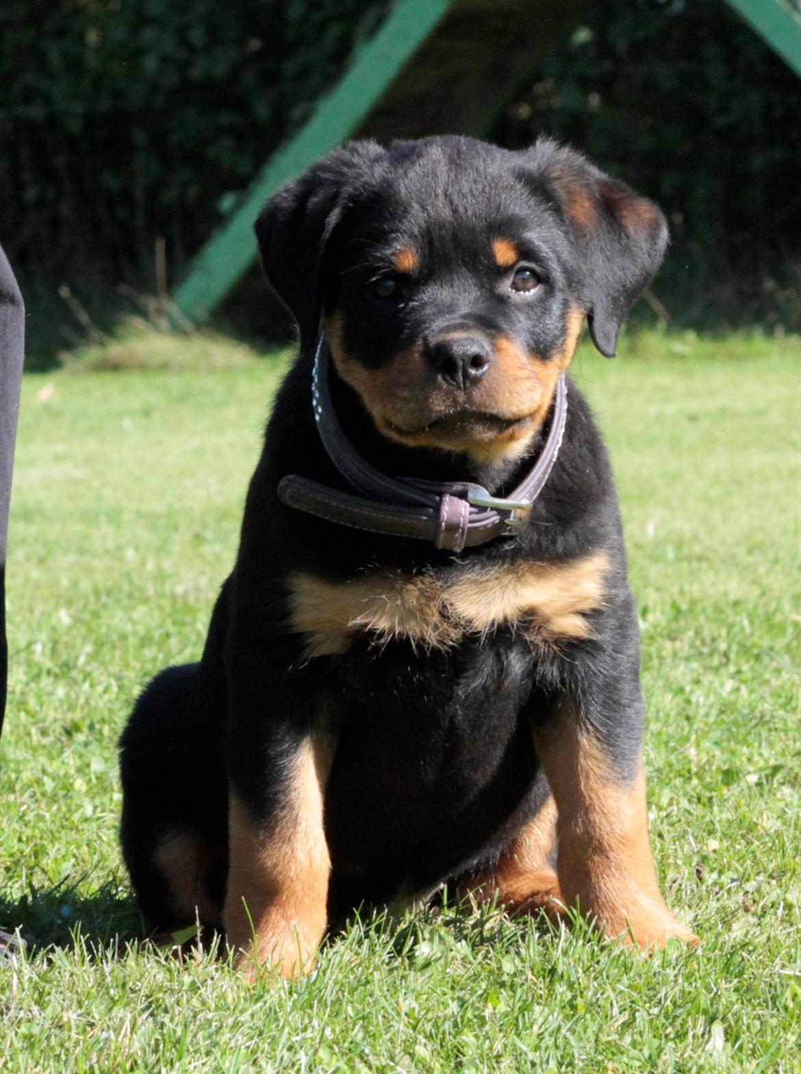 Rottweiler Tiger billede 1