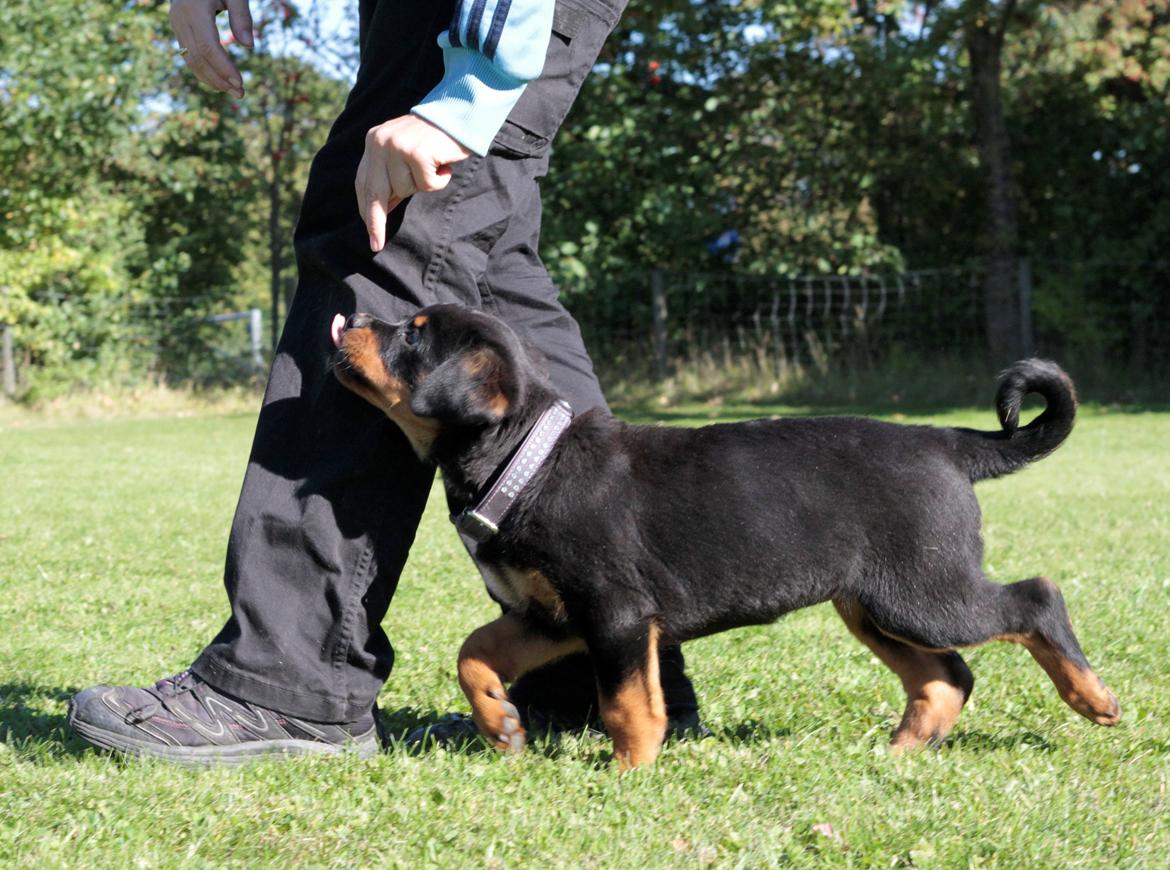 Rottweiler Tiger billede 2