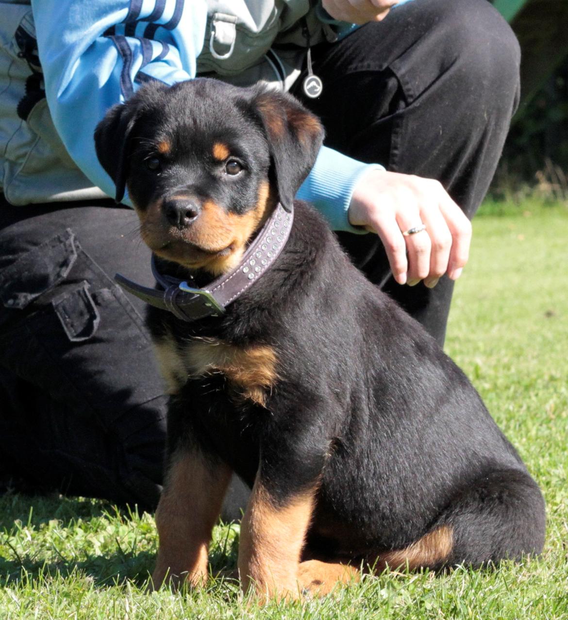 Rottweiler Tiger billede 3