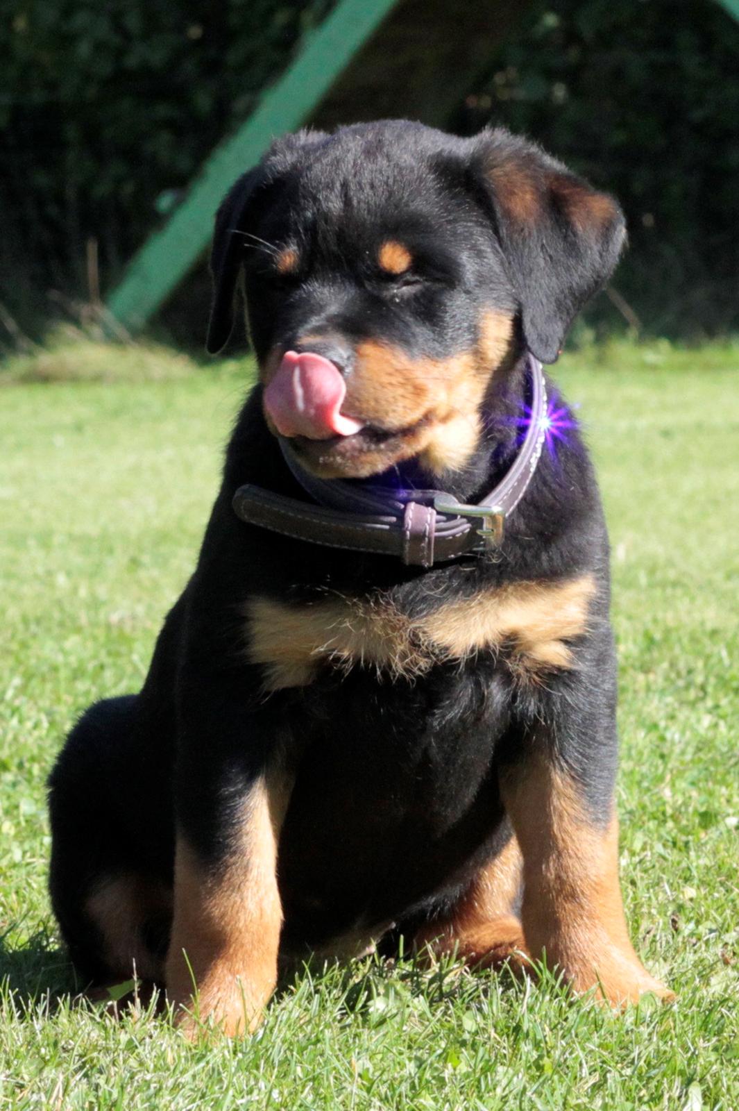 Rottweiler Tiger billede 4