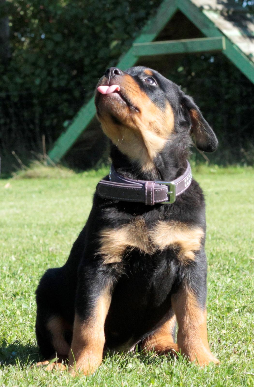 Rottweiler Tiger billede 5