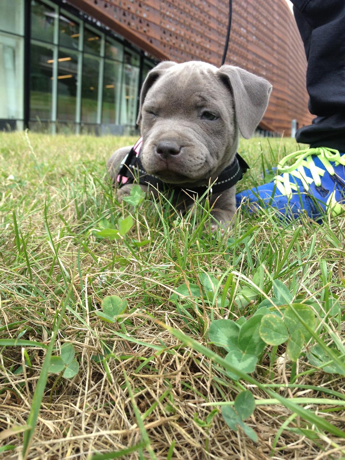 Staffordshire bull terrier Sabby billede 14