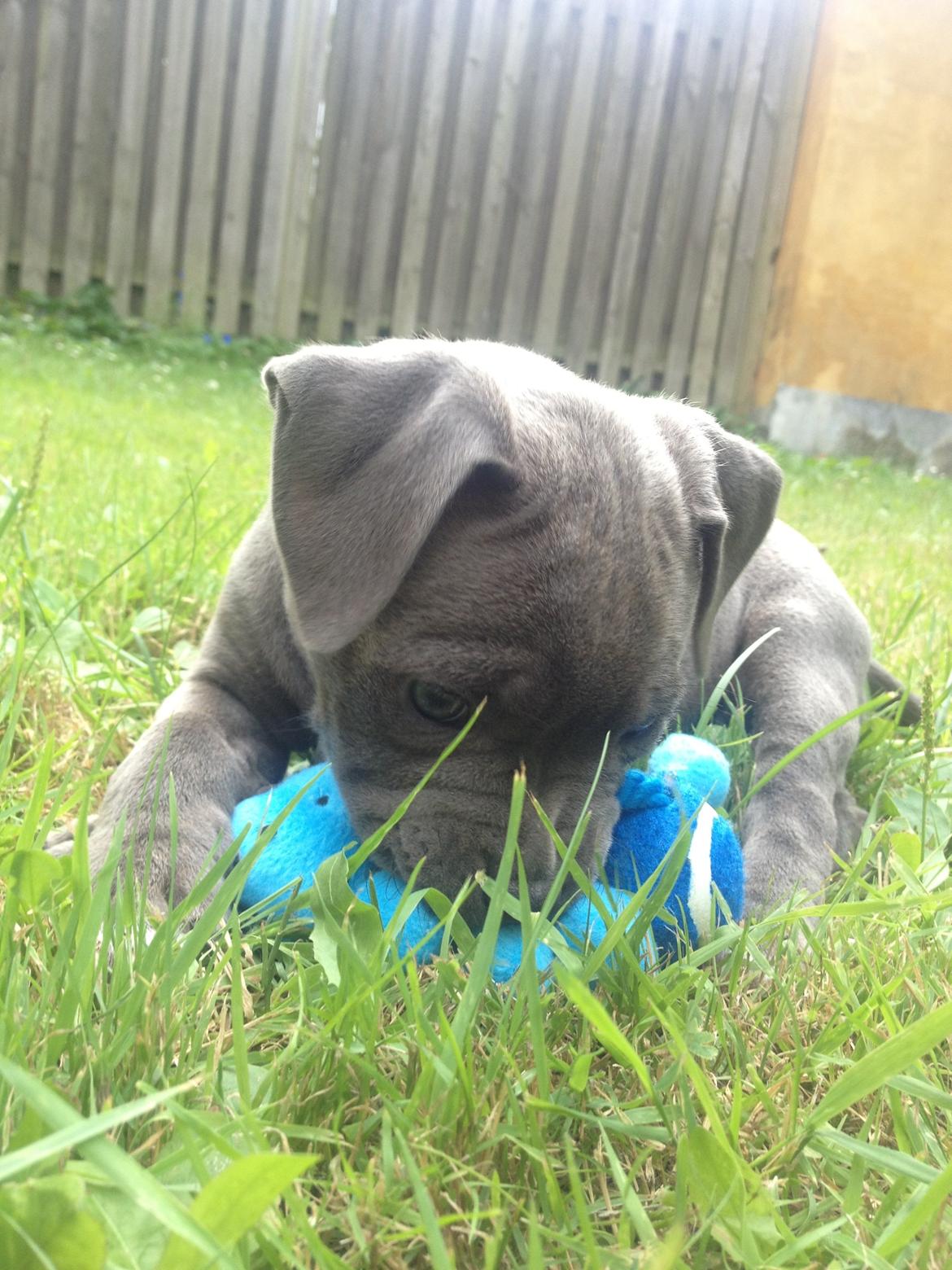 Staffordshire bull terrier Sabby billede 15