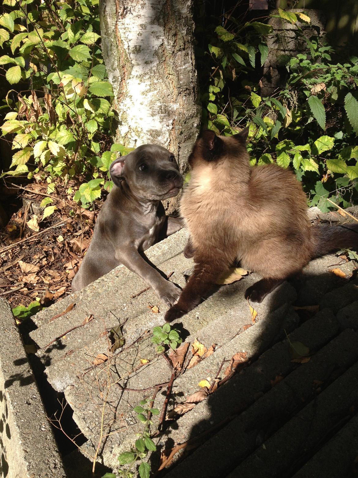 Staffordshire bull terrier Sabby billede 16