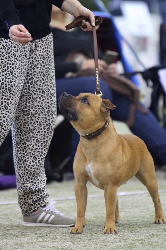 Staffordshire bull terrier KBHV2015 Wenk Staff' s King In A Corner aka Elo billede 24