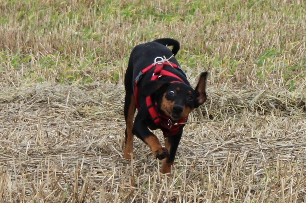 Tysk pinscher Didi billede 25