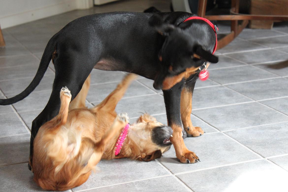 Tysk pinscher Didi billede 42