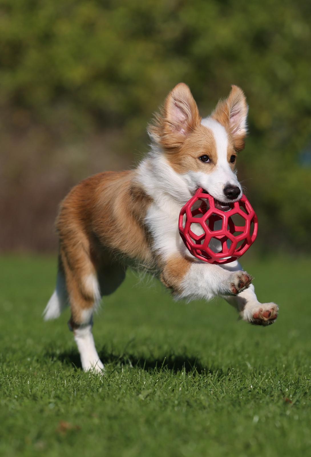 Border collie NOYTCB Split Second (Muffin) billede 8