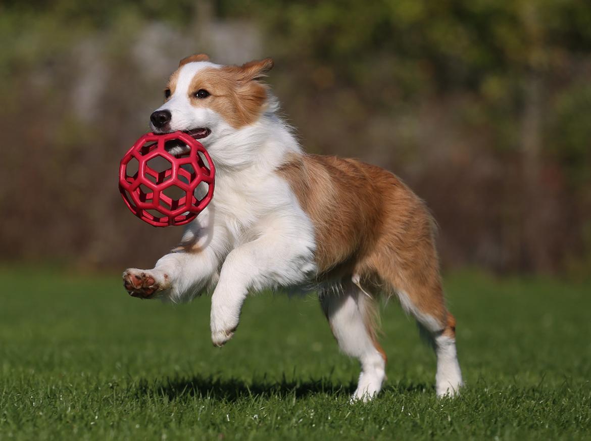 Border collie NOYTCB Split Second (Muffin) billede 9