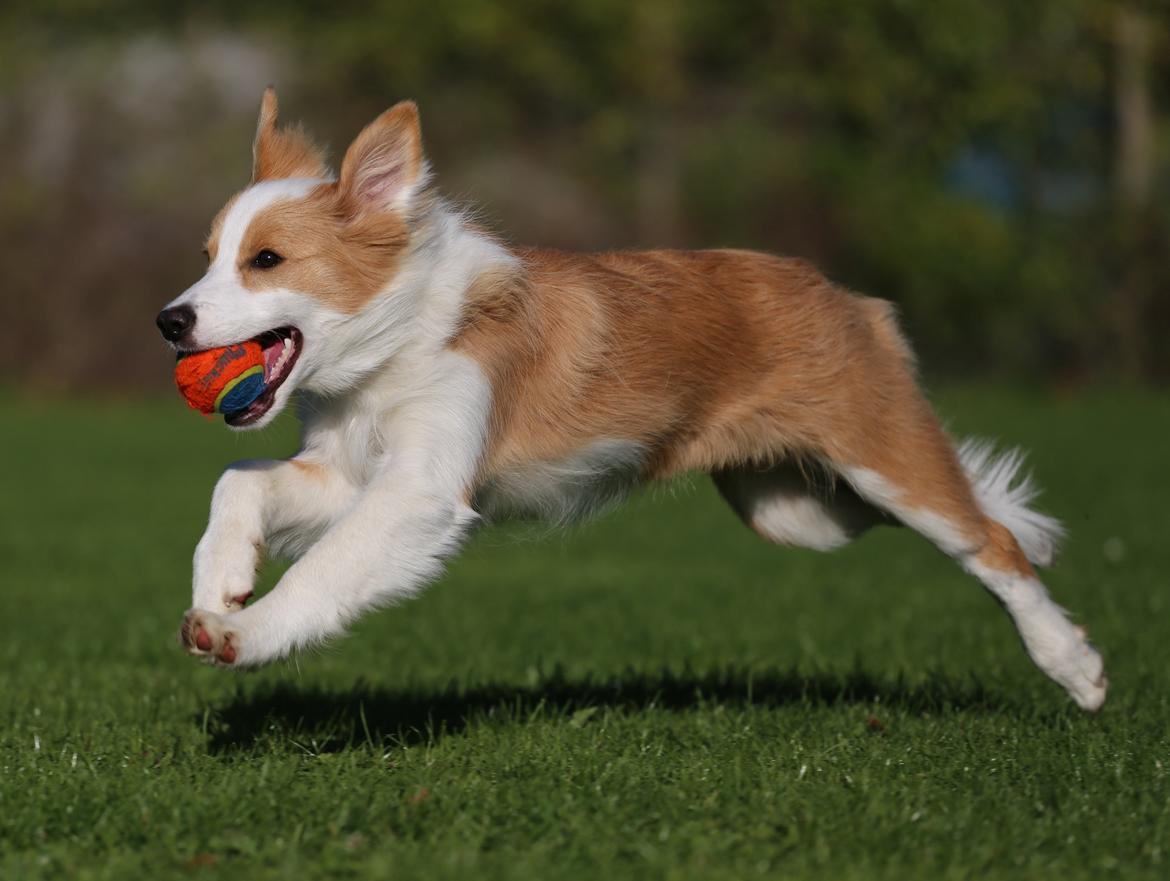 Border collie NOYTCB Split Second (Muffin) billede 19