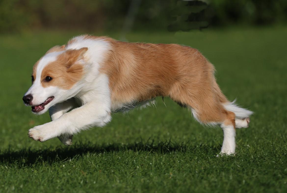 Border collie NOYTCB Split Second (Muffin) billede 11