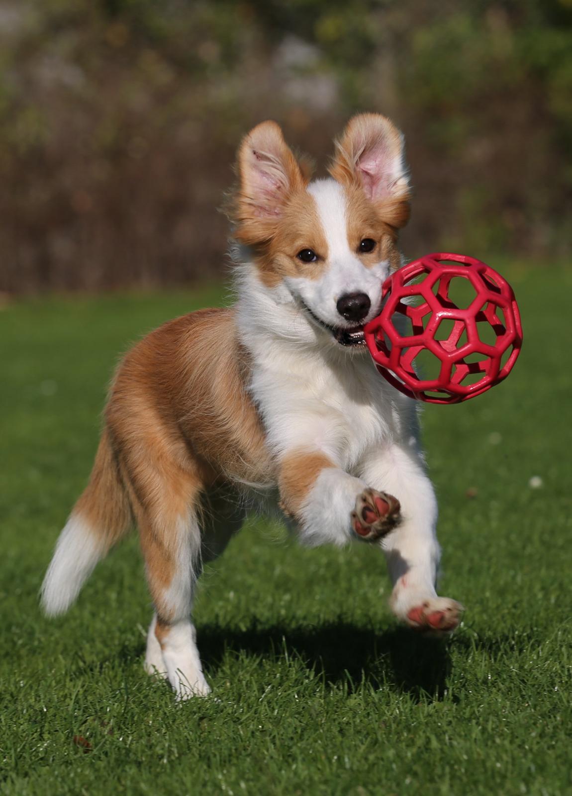 Border collie NOYTCB Split Second (Muffin) billede 10