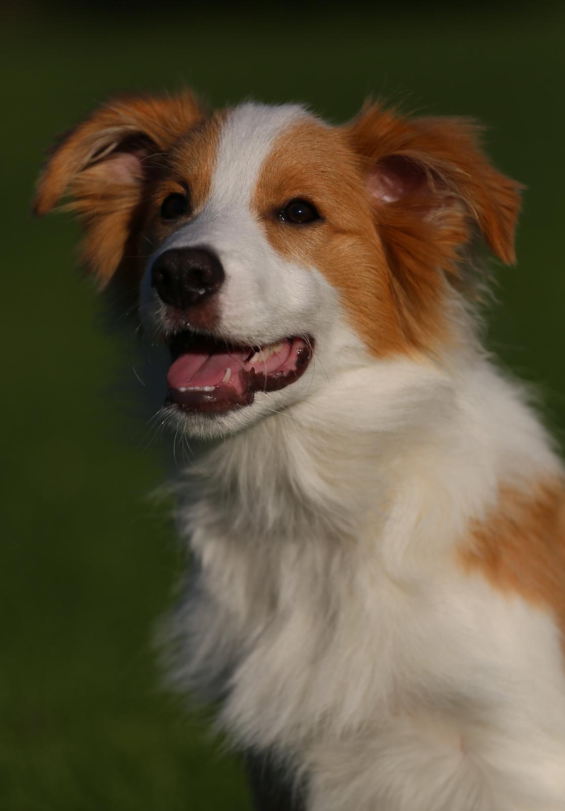 Border collie NOYTCB Split Second (Muffin) billede 12