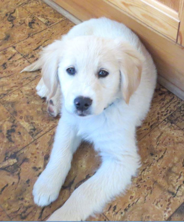 Blanding af racer Balder Himmelhund  billede 7