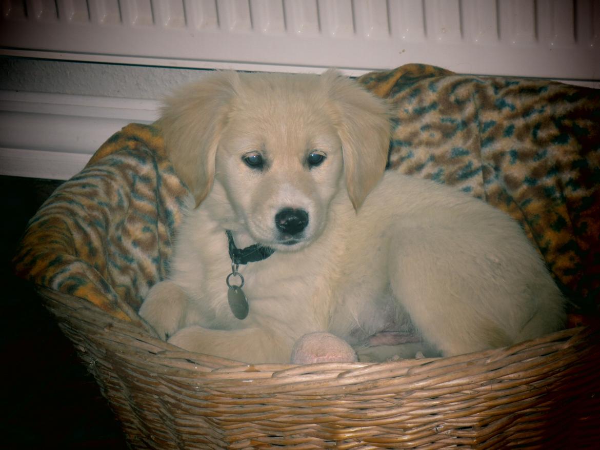 Blanding af racer Balder Himmelhund  billede 9