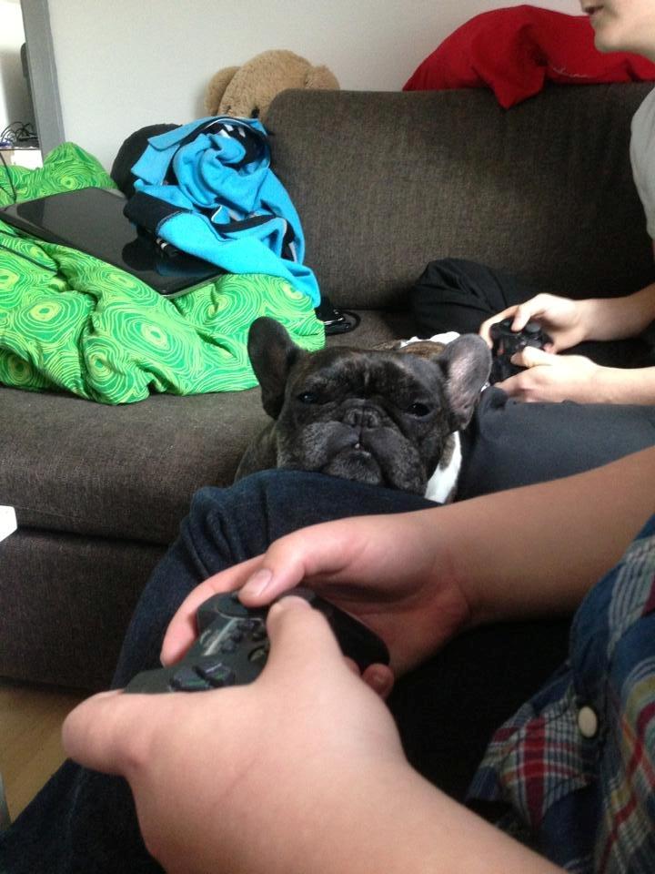 Fransk bulldog Robin billede 6