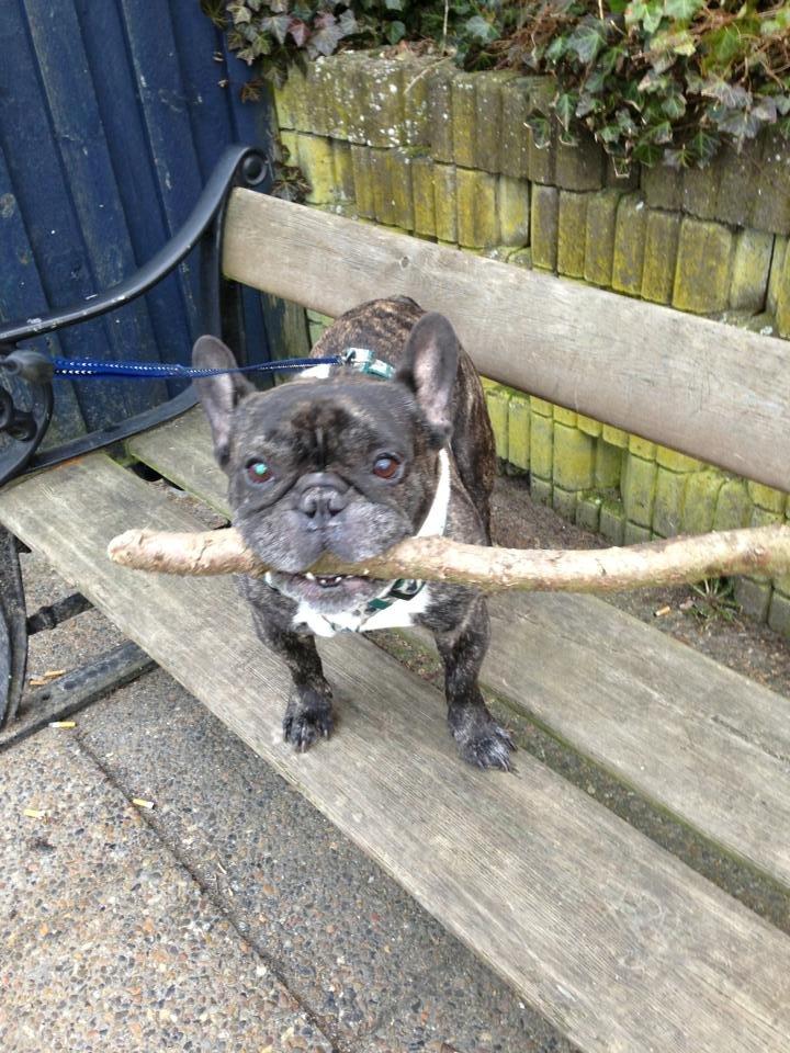 Fransk bulldog Robin billede 8