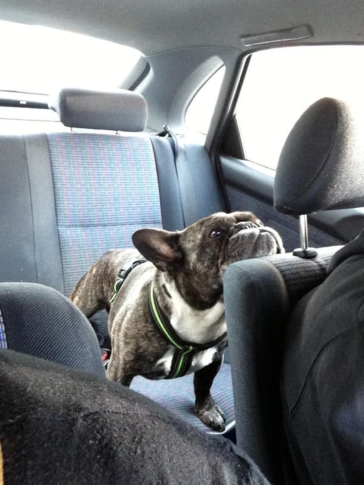 Fransk bulldog Robin billede 9