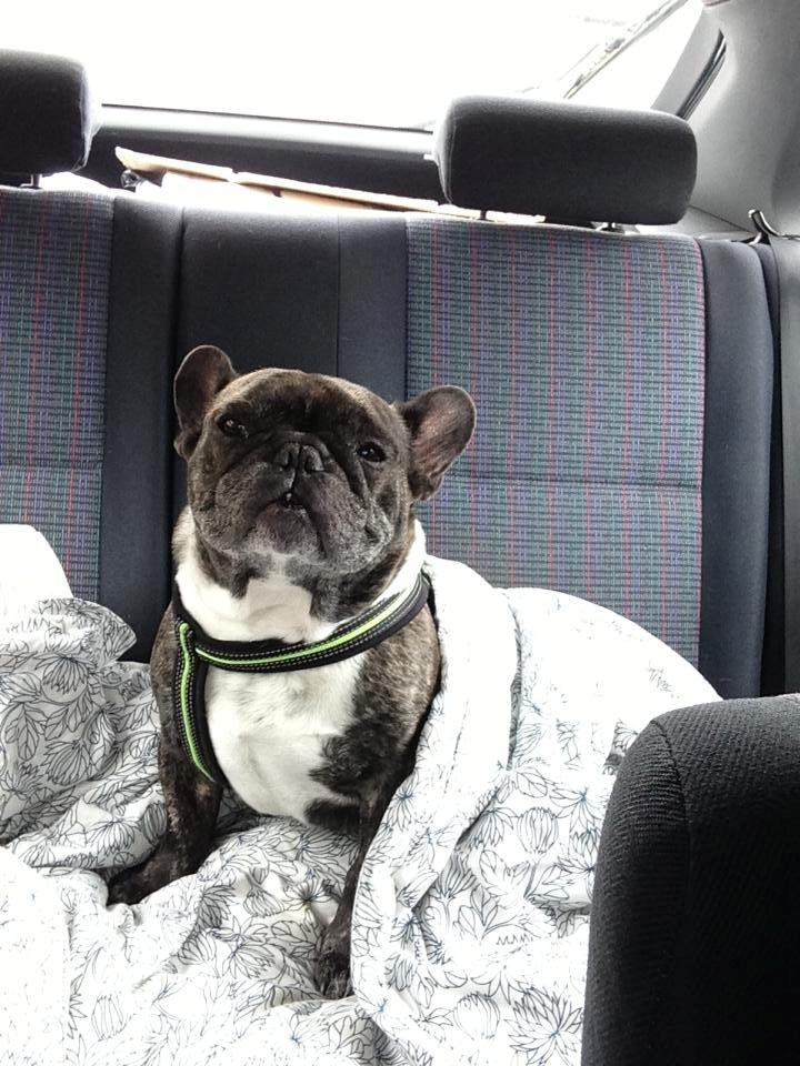 Fransk bulldog Robin billede 10