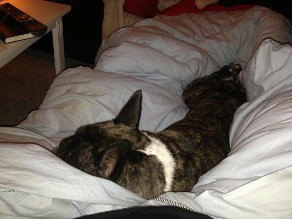 Fransk bulldog Robin billede 12