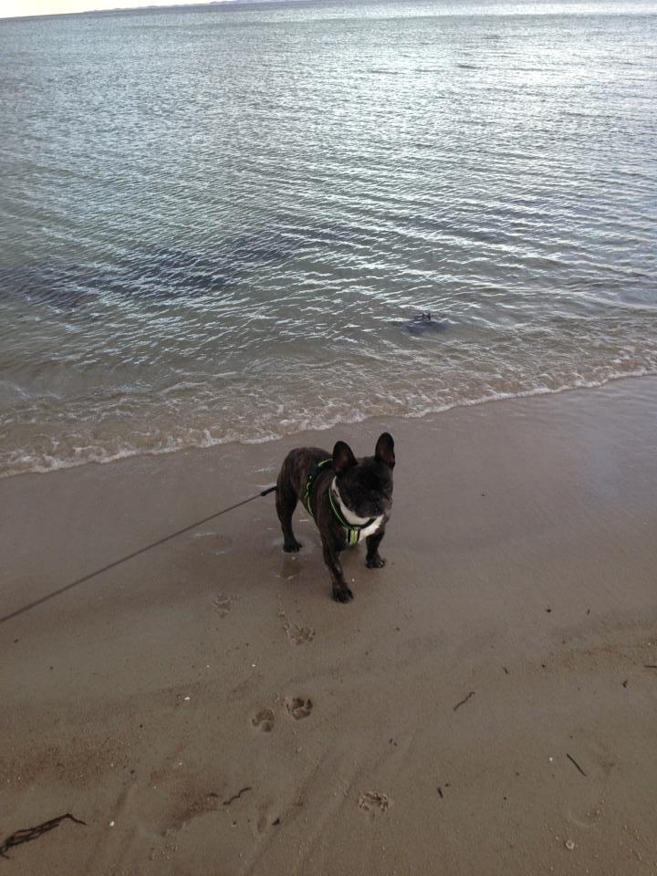 Fransk bulldog Robin billede 13