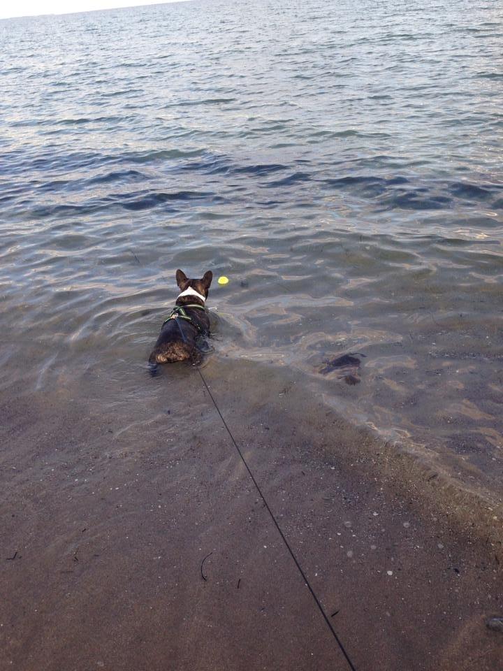 Fransk bulldog Robin billede 16