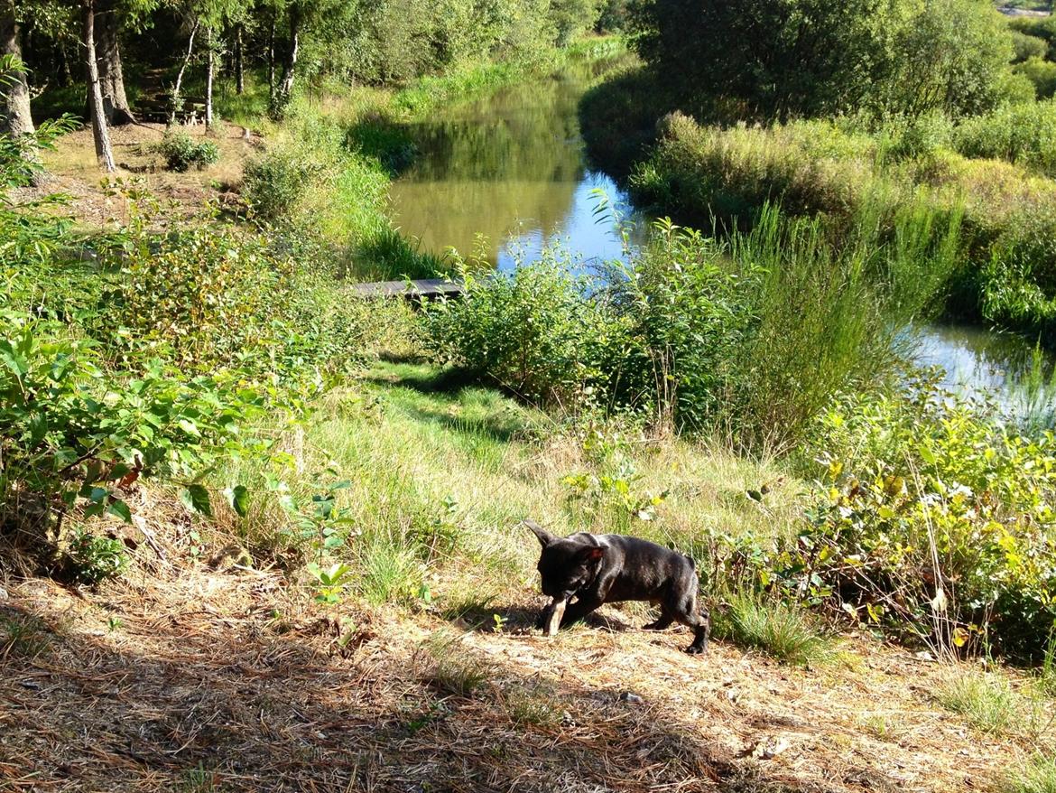 Fransk bulldog Humphrey Bogart - Lækkert at lege i solen billede 12