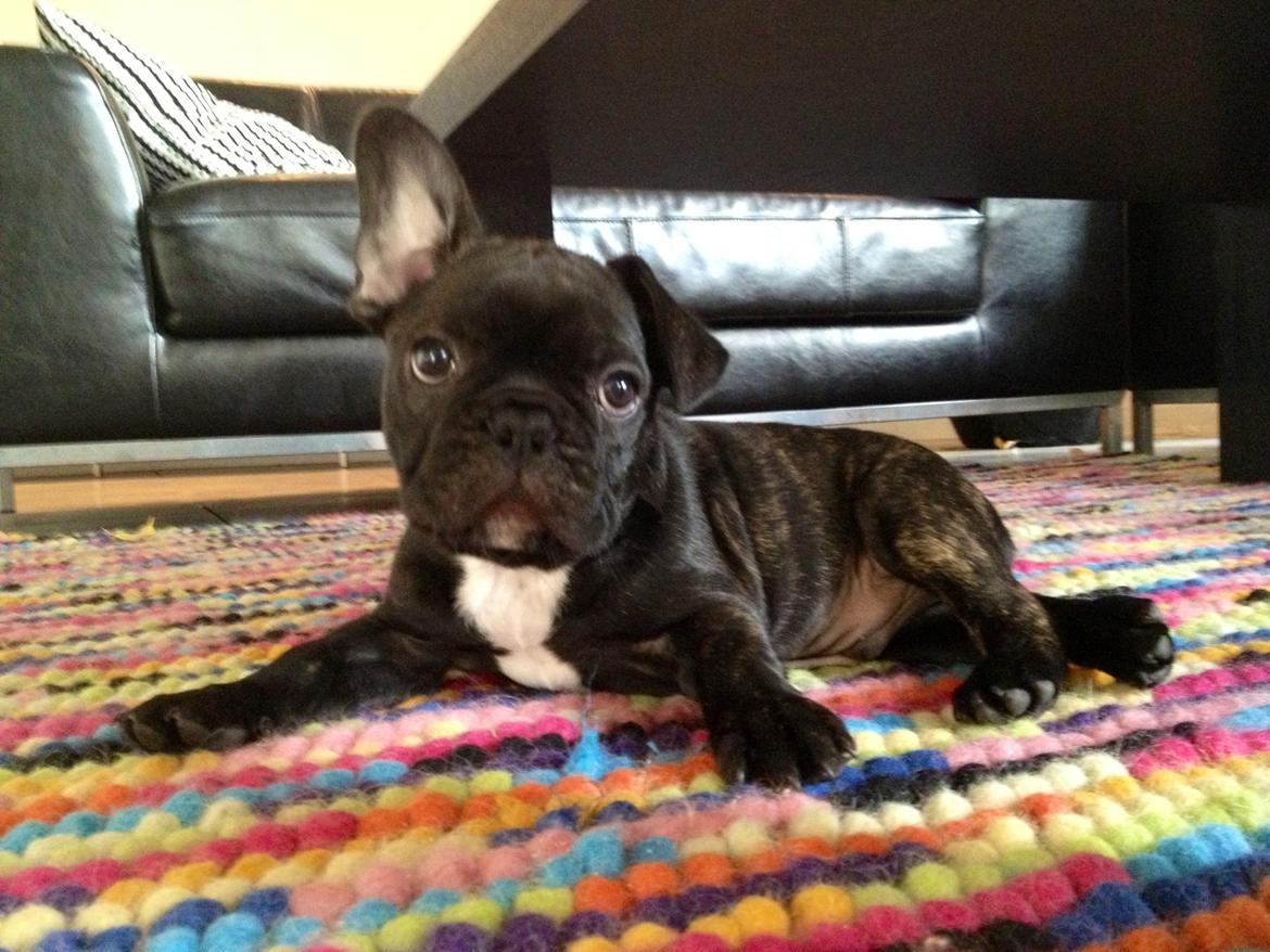 Fransk bulldog Humphrey Bogart billede 14