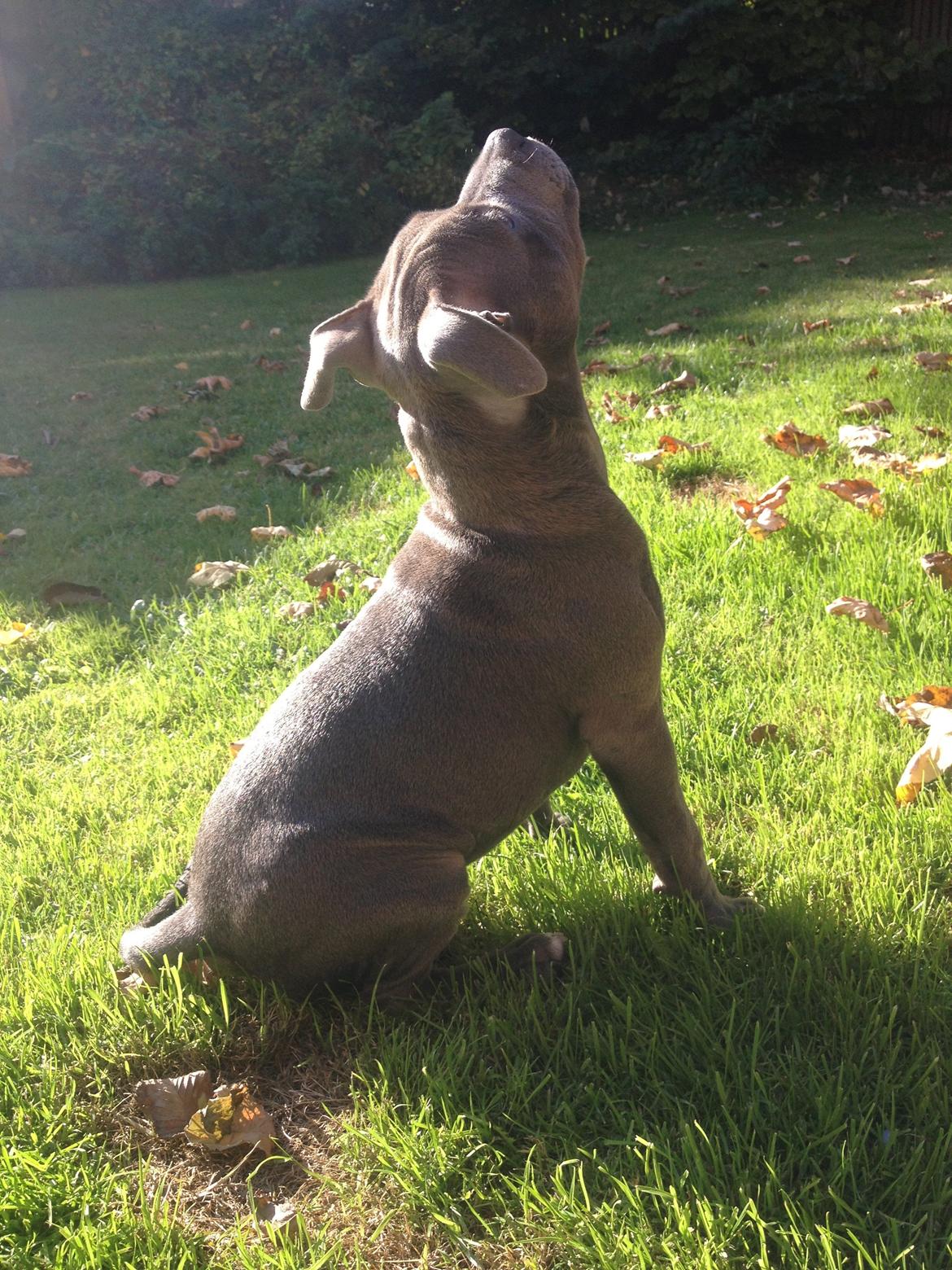 Staffordshire bull terrier Sabby billede 17