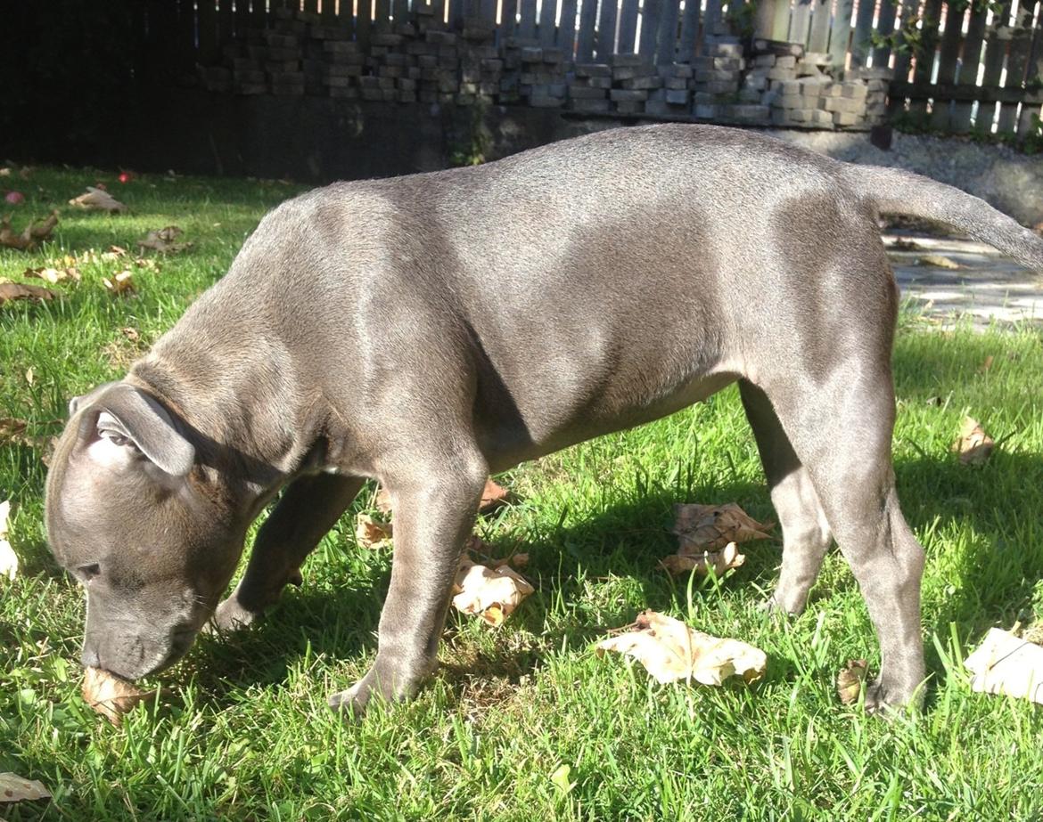 Staffordshire bull terrier Sabby billede 18